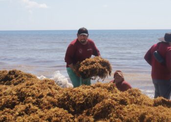 Alcanzan acuerdos para transformar el sargazo en motor económico