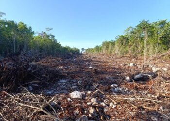 Desarrollo inmobiliario avanza sobre la selva oculta de Cancún