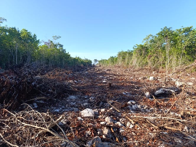 Desarrollo inmobiliario avanza sobre la selva oculta de Cancún