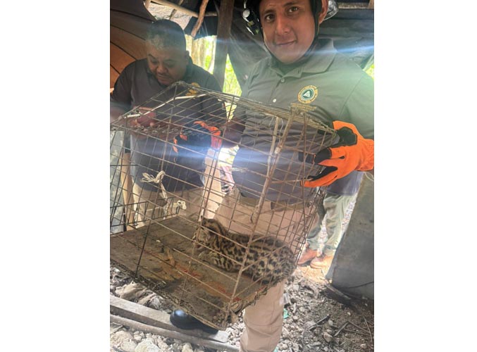 Rescatan en Tulum a cría de tigrillo tras reporte ciudadano