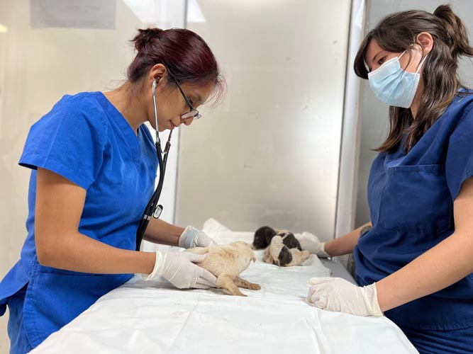 Protección Animal en Benito Juárez brinda 4 mil consultas gratuitas