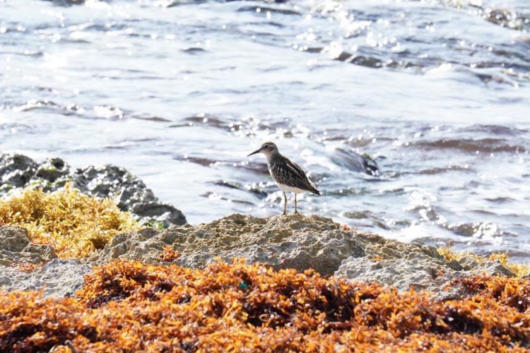 Fundación Eco-Bahía celebra el Día Internacional de las Aves Playeras