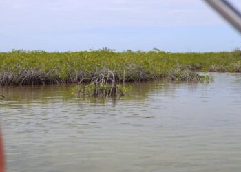 Avanza recuperación de manglares