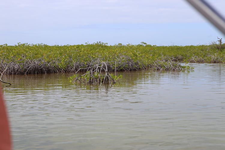 Avanza recuperación de manglares