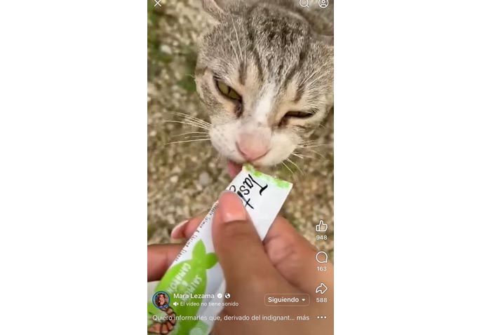 Crueldad animal, trabajadores arrojan a un gatito desde una obra en Tulum