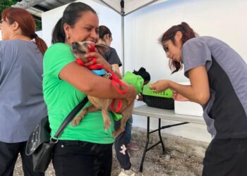 Agotan en Cancún casi 400 vacunas antirrábicas en menos de 3 horas