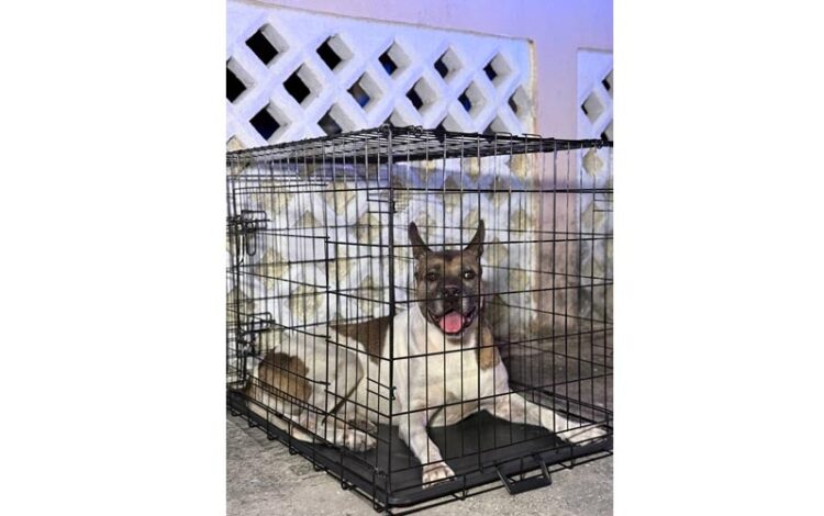 Intervienen hoteles y terrenos abandonados en Cancún para devolver la tranquilidad a las familias