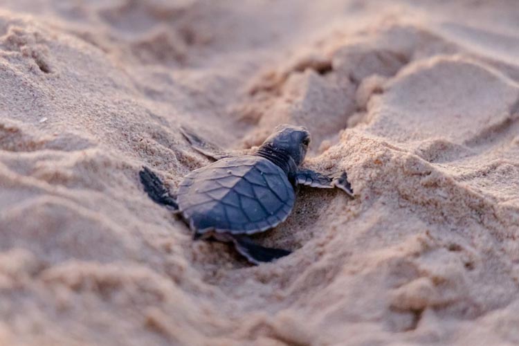 Tulum, líder mundial en anidación de tortuga caguama