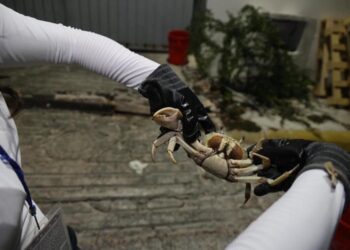 Isla Mujeres impulsa la conservación del cangrejo azul con nueva jornada de rescate