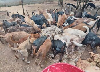 Urgen donaciones para alimentar y cuidar a más de 360 perritos rescatados