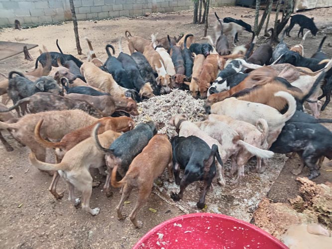 Urgen donaciones para alimentar y cuidar a más de 360 perritos rescatados