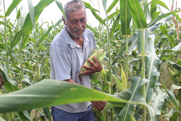 Quintana Roo entra en la primera fase del Plan Nacional de Maíz Nativo
