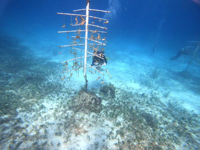 Casi 400 voluntarios se unen al rescate del coral en Chankanaab