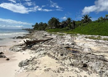 Sargazo se adelanta y presiona a Tulum a ordenar recursos ambientales