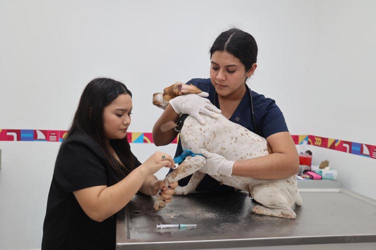 Aumentan casos del Gusano del Corazón en Isla Mujeres y piden proteger a las mascotas
