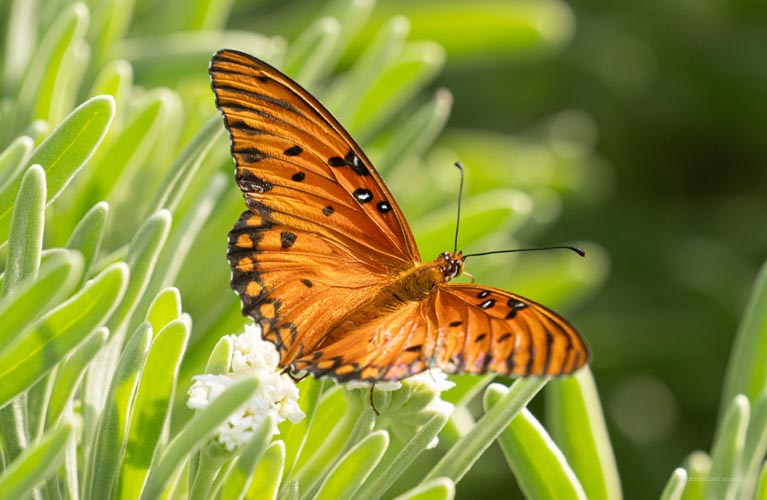 Impulsan monitoreo ciudadano de la mariposa monarca en el sureste