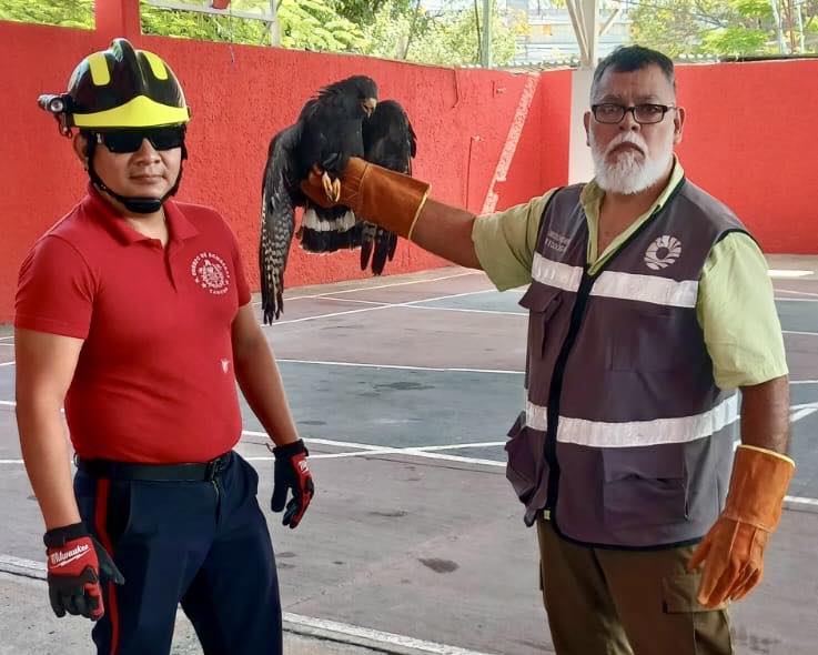 Bomberos y Ecología rescatan águila negra y fragata heridas en Cancún