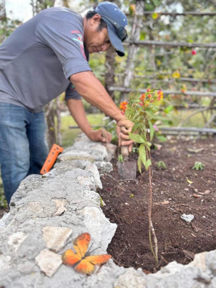 Cozumel impulsa jardines para proteger a la mariposa monarca