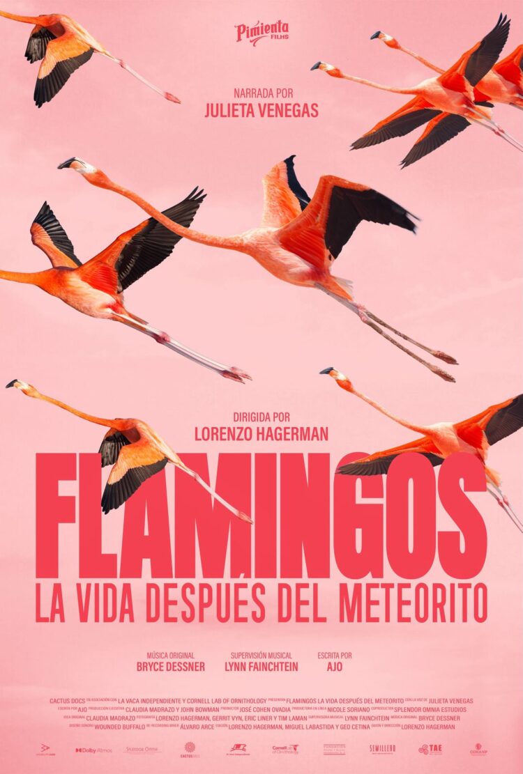Flamencos: el renacer de una especie tras el impacto del cráter en Yucatán