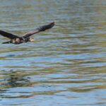 Alas de Fuego y Ojos de Esmeralda: El enigma del Cormorán, el atleta que desafía las profundidades