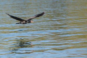 Alas de Fuego y Ojos de Esmeralda: El enigma del Cormorán, el atleta que desafía las profundidades