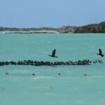 Alas de Fuego y Ojos de Esmeralda: El enigma del Cormorán, el atleta que desafía las profundidades