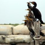 Alas de Fuego y Ojos de Esmeralda: El enigma del Cormorán, el atleta que desafía las profundidades