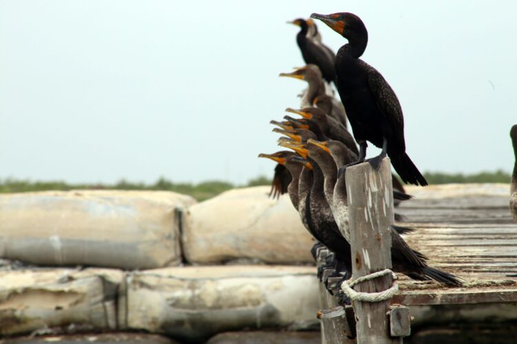 Alas de Fuego y Ojos de Esmeralda: El enigma del Cormorán, el atleta que desafía las profundidades