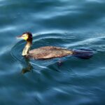 Alas de Fuego y Ojos de Esmeralda: El enigma del Cormorán, el atleta que desafía las profundidades