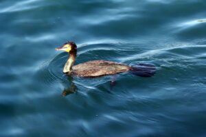 Alas de Fuego y Ojos de Esmeralda: El enigma del Cormorán, el atleta que desafía las profundidades