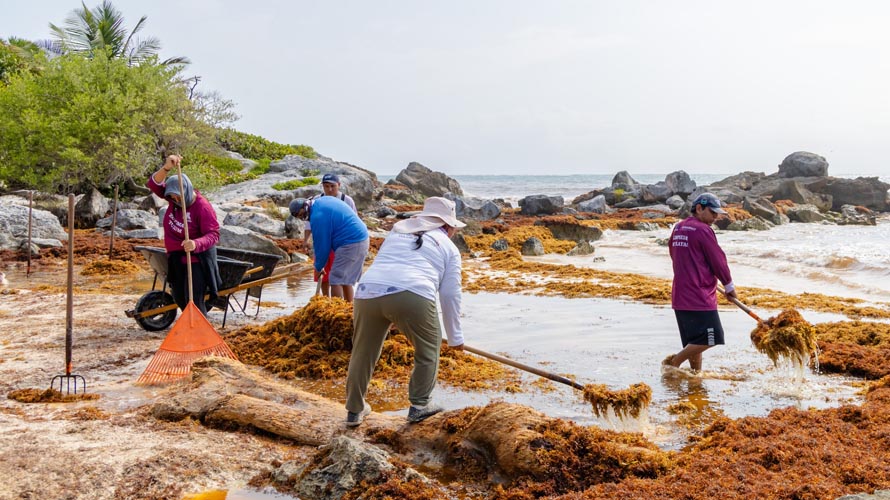 Tulum instala 10 contenedores en la zona hotelera para reforzar recolección de sargazo