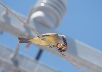 Entre cables y alas: ave frena a la mariposa monarca en Holbox