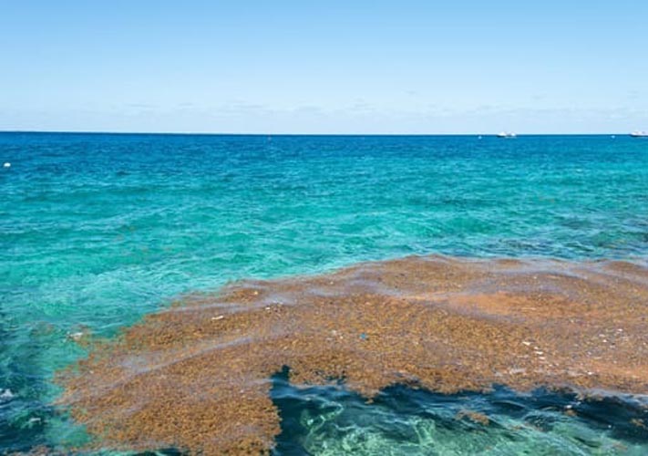 Hoteles del Caribe Mexicano elevan gasto por sargazo y piden mayor coordinación