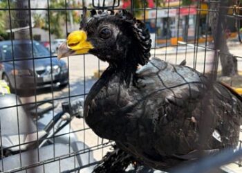 Resguardan y liberan hocofaisán en Cancún tras reporte ciudadano