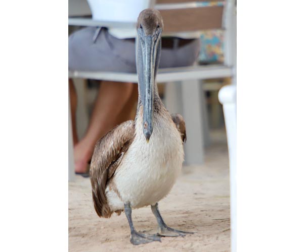 Centinelas de sal: el vuelo cotidiano de los pelícanos en Quintana Roo