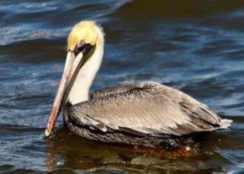 Centinelas de sal: el vuelo cotidiano de los pelícanos en Quintana Roo