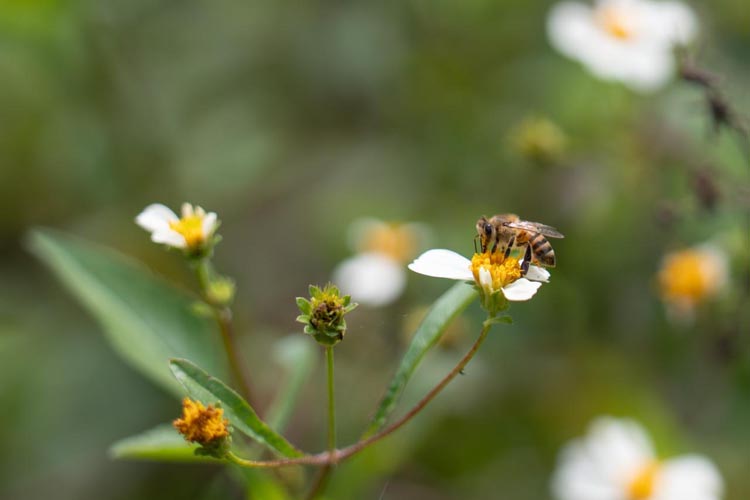 Cozumel inaugura jardín polinizador municipal