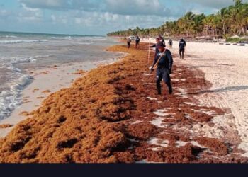Más de 28 mil toneladas de sargazo retiradas en Quintana Roo