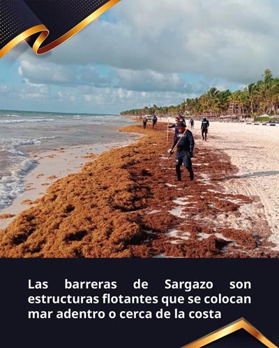 Más de 28 mil toneladas de sargazo retiradas en Quintana Roo