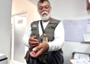 Resguardan pequeño búho para su pronta liberación en Cancún