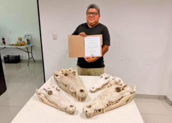 Capacitan a personal de la Conanp en biología y conservación de cocodrilos