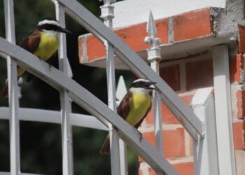 Urbanismo y mascotas silvestres amenazan la avifauna de Cancún