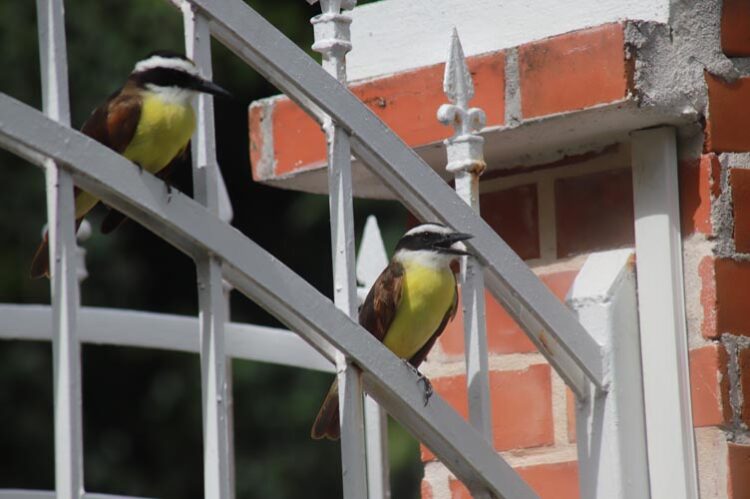 Urbanismo y mascotas silvestres amenazan la avifauna de Cancún