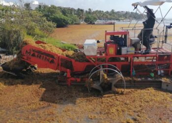 Sargazo se dispara: 11 mil toneladas más recolectadas en las costas de Quintana Roo en 15 días