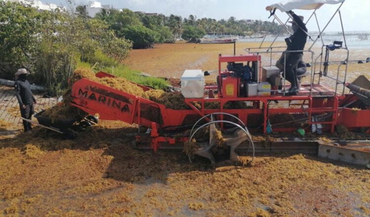 Sargazo se dispara: 11 mil toneladas más recolectadas en las costas de Quintana Roo en 15 días