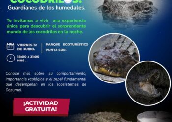 Invitan a explorar mundo de cocodrilos en Punta Sur
