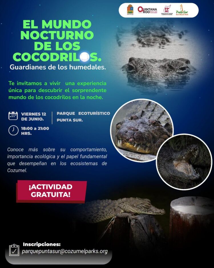 Invitan a explorar mundo de cocodrilos en Punta Sur