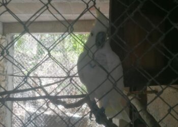 Rescatan a 15 animales de un predio en Solidaridad