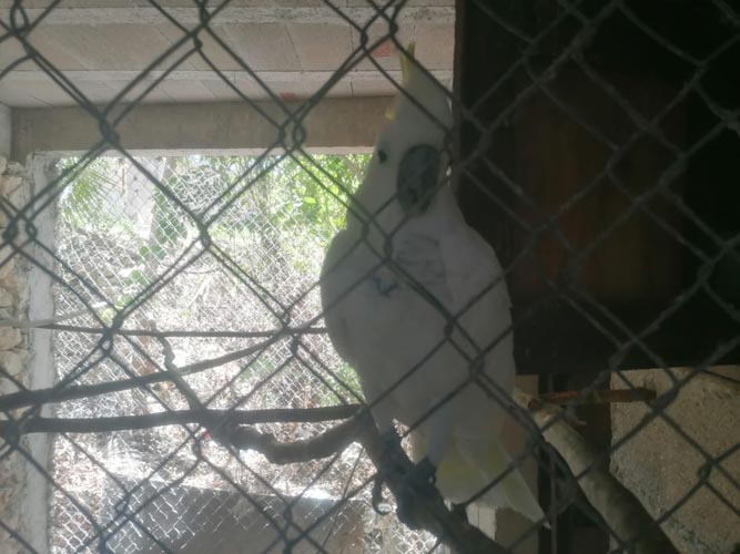 Rescatan a 15 animales de un predio en Solidaridad