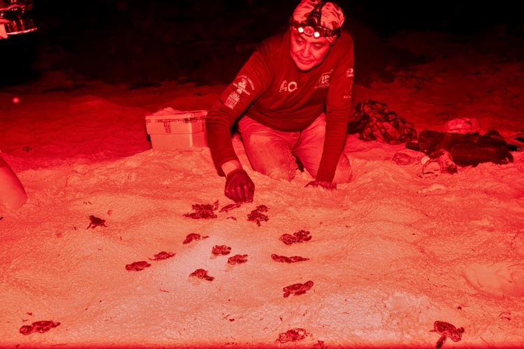 Nacen las primeras tortugas marinas de la temporada en Cozumel